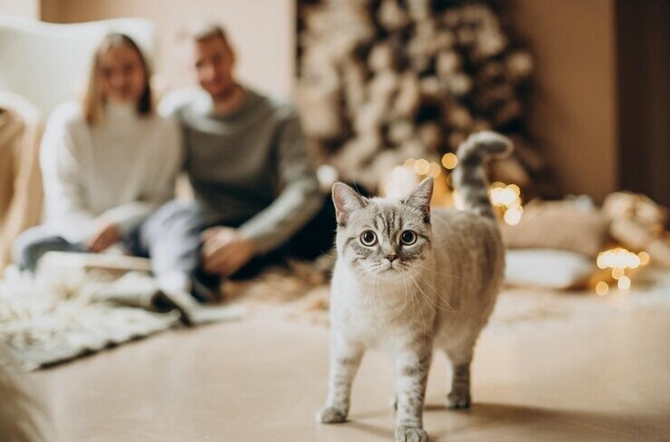 get-affordable-vet-insurance-quote-for-cats discount cat pet insurance quotes online