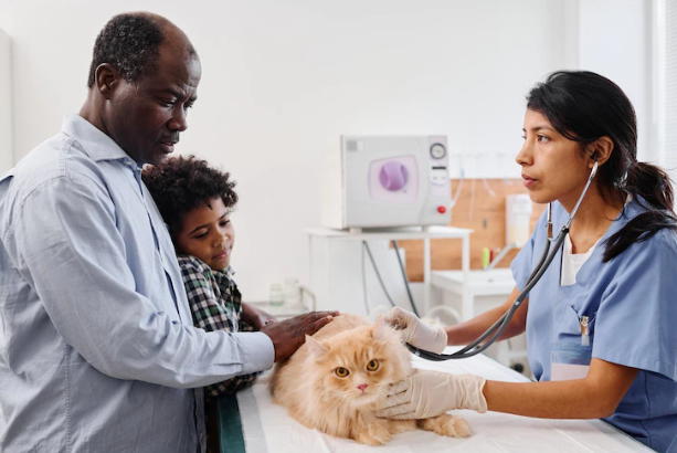 get cheap pet insurance coverage for cats
