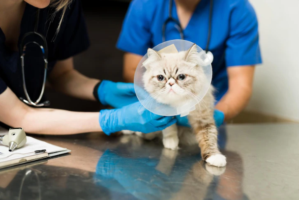 get cheap pet insurance prices for cats