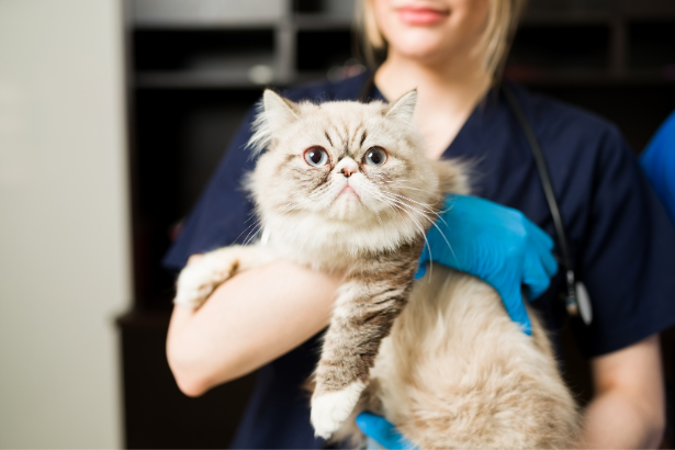 understanding pet insurance for persian cat obesity